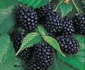Blackberry-Thornless-Chester-860