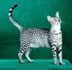 Egyptian Mau 900 Euro