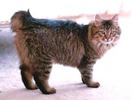 American Bobtail (pufoasa si fara coada) 2000 Euro