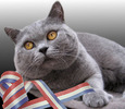 British Shorthair pret 950 Euro