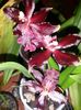 Odontoglossum Massai Red 2016.11.24