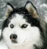 Husky Siberian pret 950 Euro