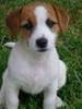 Jack Russell Terrier (vanatoare) pret 1000 Euro