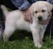 Labrador (companie) pret 1500 Euro