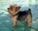 Yorkshire Terrier (companie) pret 2500 Euro