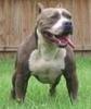 Pitbull (paza si protectie) pret 2000 Euro