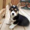 Welsh Corgi Pembroke (companie) pret 1500 Euro