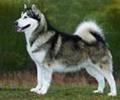 Malamute de alaska (paza,sanie,companie) pret 900 Euro