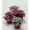 hypoestes mix 5 ron-10sem