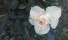 Greensleeves