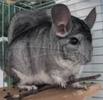 Chinchilla (companie,inmultire) pret 100 Euro