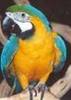 guacamay papagal vorbitor pret 5.000 Euro
