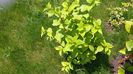Philadelphus coronarius -