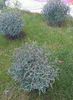 Salix gracilis 15 Ron