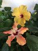 Lutea si Booreas Yellow