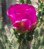 Cylindropuntia imbricata floare