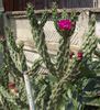 Cylindropuntia imbricata