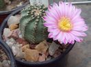 Echinocereus  pulchellus var. Amoenus