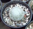 Mammillaria plumosa