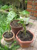 Tamarillo si Brugmansia.