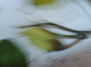 Fotografie0391_2
