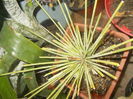 stricta
