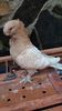 IMG-20161126-WA0142