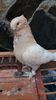 IMG-20161126-WA0100