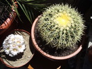 cactusi in iulie