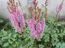 Astilbe red (2)