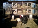 Cocos Jersey G. de 1an si 6 luni