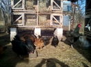 Cocos Jersey G. de 1an si 6 luni