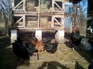 Cocos Jersey G. de 1an si 6 luni
