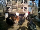 Cocos Jersey G. de 1an si 6 luni