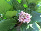 Bergenia