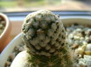Mammillaria sanchez-mejoradae