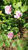 Cottage rose