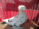 SAM_3477