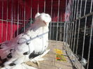 SAM_3481