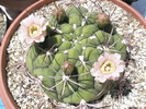Gymnocalycium pflanzii - 25.05