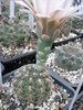 Gymnocalycium calochlorum - tija florala