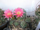 Lobivia backbergiana - 25.06