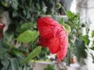 Abutilon ciclam (8-12-2016)\