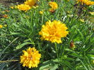 Coreopsis grandiflora early sunrise (4)