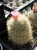 Notocactus gutierezii - 25.05