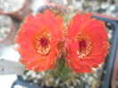 Notocactus ottonis v. venclusianus - 03.07