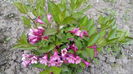 WEIGELA-PINK QUEEN