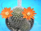 Rebutia flavistila 16.05 ( plants from 2006 )