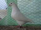 fara inel