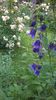 Campanula Sarastro
